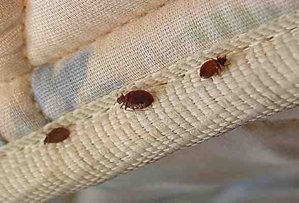 BEDBUGS CONTROL